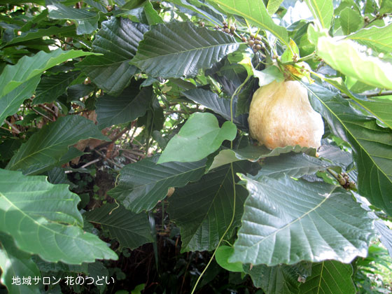 2016年7月モリアオガエル