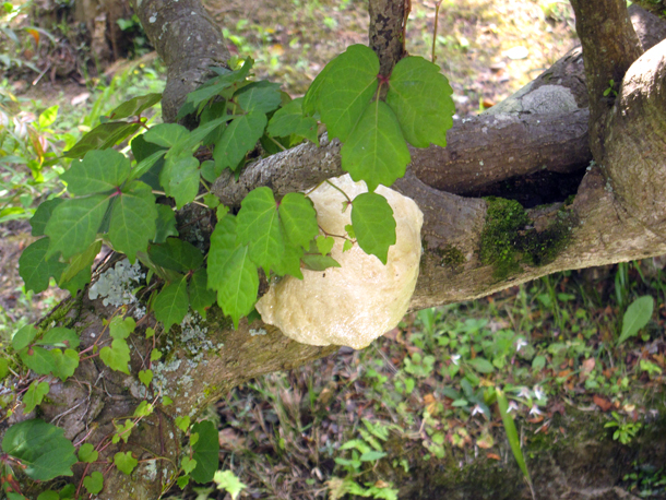 2017年5月地域サロン花のつどい