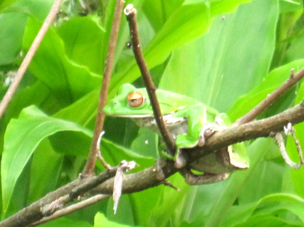 モリアオガエル