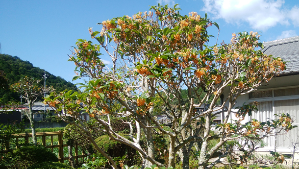 2017年10月地域サロン花のつどい