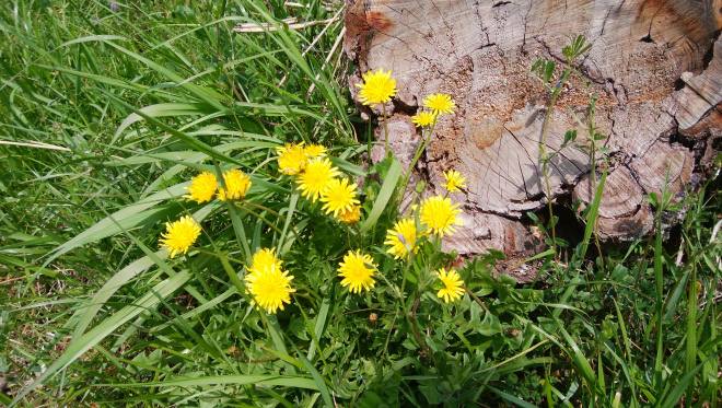香寺町　花のつどい　タンポポの写真