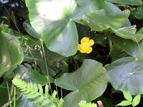 2018年5月25日河骨