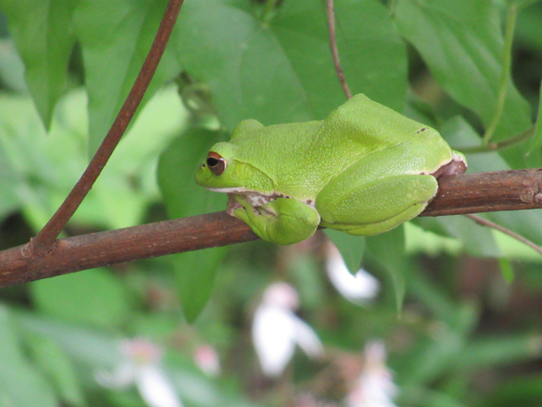 2018年5月25日モリアオガエル