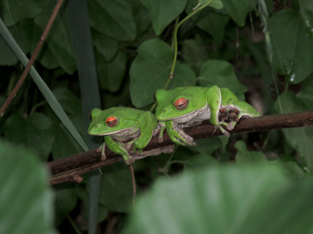 2018年5月25日モリアオガエル