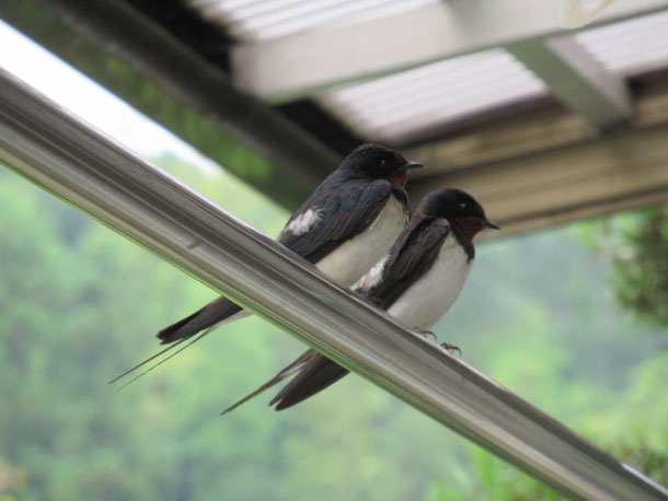 2匹のツバメ